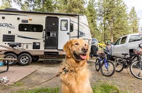 dog at RV park with bikes nearby