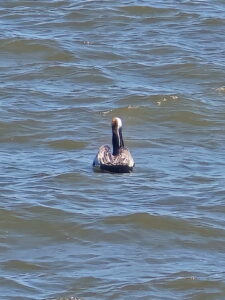 Heron floating in water