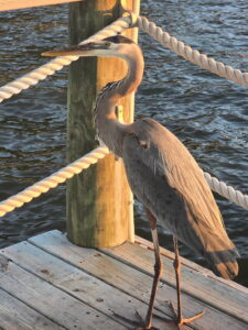 Great Blue Heron