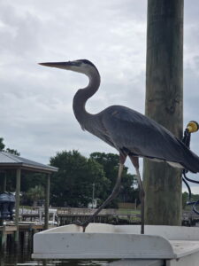 Great Blue Heron